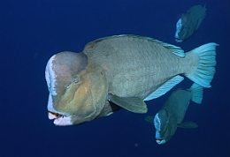 Sipadan_2015_Poisson perroquet a bosse_Bolbometopon muricatum_IMG_3060_rc